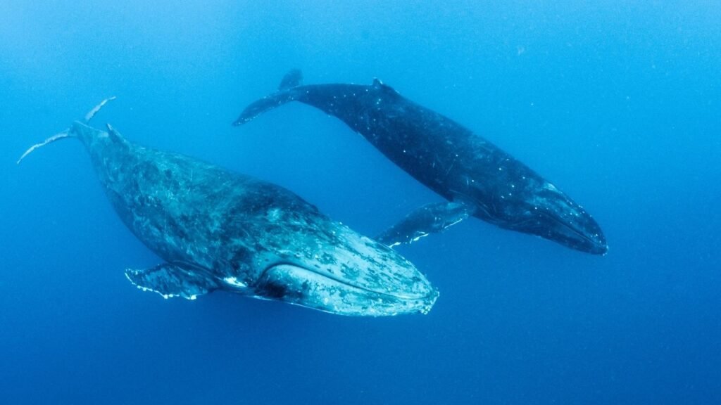 Why is the blue whale so big?