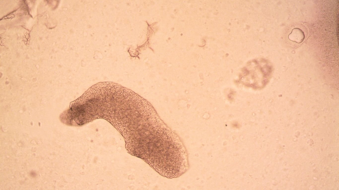 What Are Extremophiles?