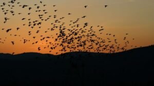 How do birds know where to migrate?