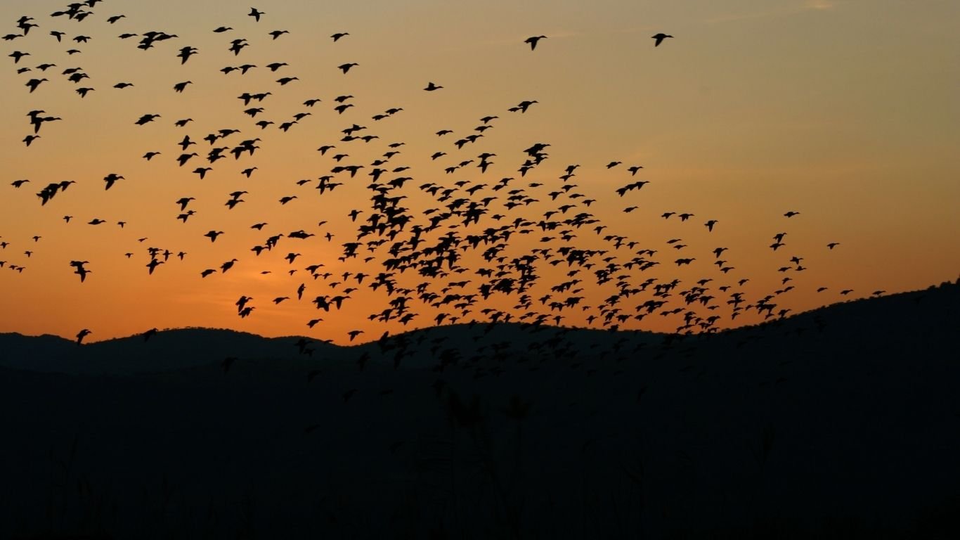 How do birds know where to migrate?