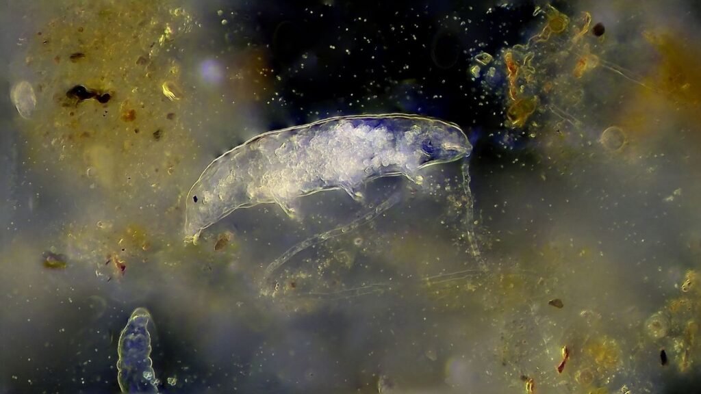 What Are Tardigrades?