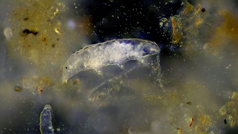What Are Tardigrades?