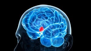 What Is the Hypothalamus?