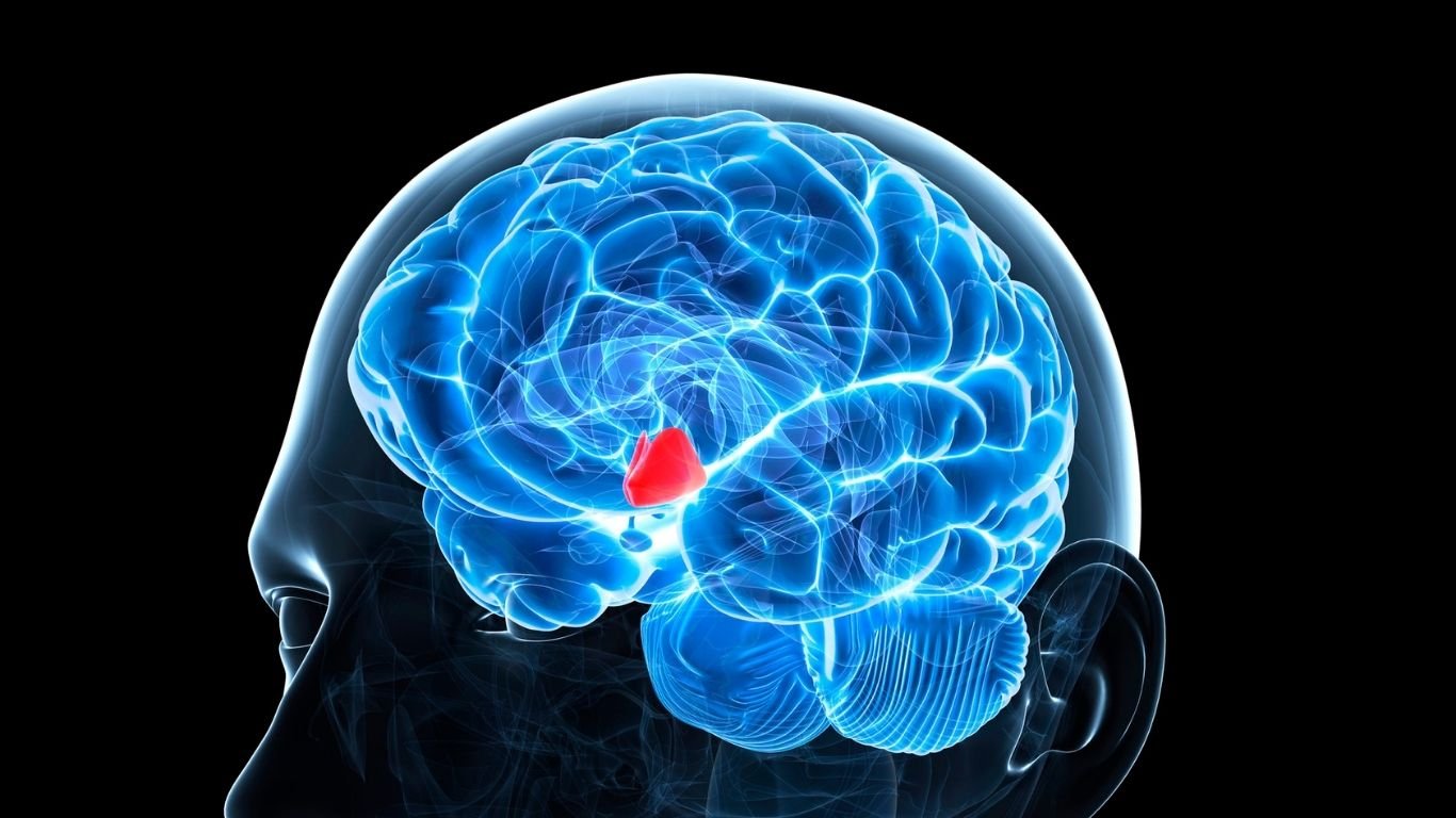 What Is the Hypothalamus?